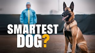 Belgian Malinois: The Ultimate Guide to Training & Care