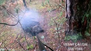 wild boar attaks yaban domuzu saldırısı