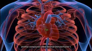 How do stem cells work in the body?