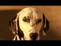 Miniature de la vidéo de la chanson I Love My Dog