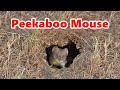 Videos for Cats to Watch ~ Peekaboo Mouse ⭐ 10 HOURS ⭐ The Ultimate Cat TV