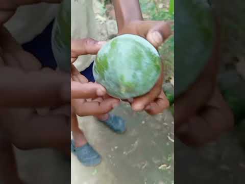 ଆମ ଆମ ଖାଇ ଯିମା......🥭