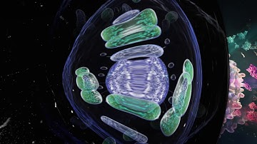 Creative Biomedical Visualization