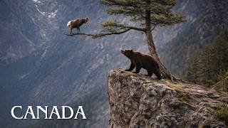 CANADA BRUTAL | The Struggle for Survival between Predators and Prey | Animal Documentary