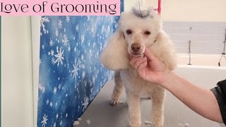 Grooming a Miniature Poodle by Love of Grooming 30,958 views 2 years ago 13 minutes, 37 seconds