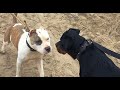 Rottweiler VS Pitbull - En Las Calles confrontation