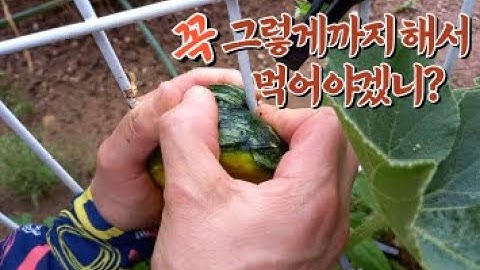 Do you really have to eat it like that? (The pumpkin incident)