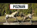 Poznań / Познань очима українського туриста: що подивитись, куди сходити; про місто.