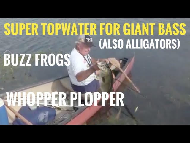 Huge Topwater Bass on Whopper Plopper and Buzz Frogs 