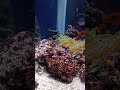 Finding Nemo ！小丑魚+海葵