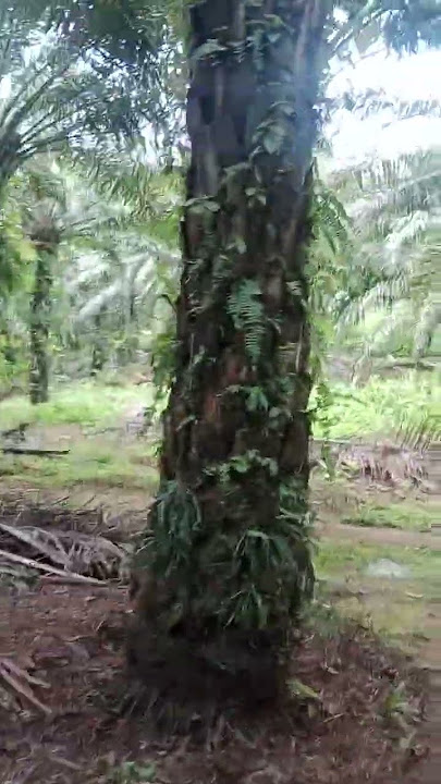 Jalan jalan di kebun sawit part 2, suasana tenang dan dingin. #sawit #kebunsawit