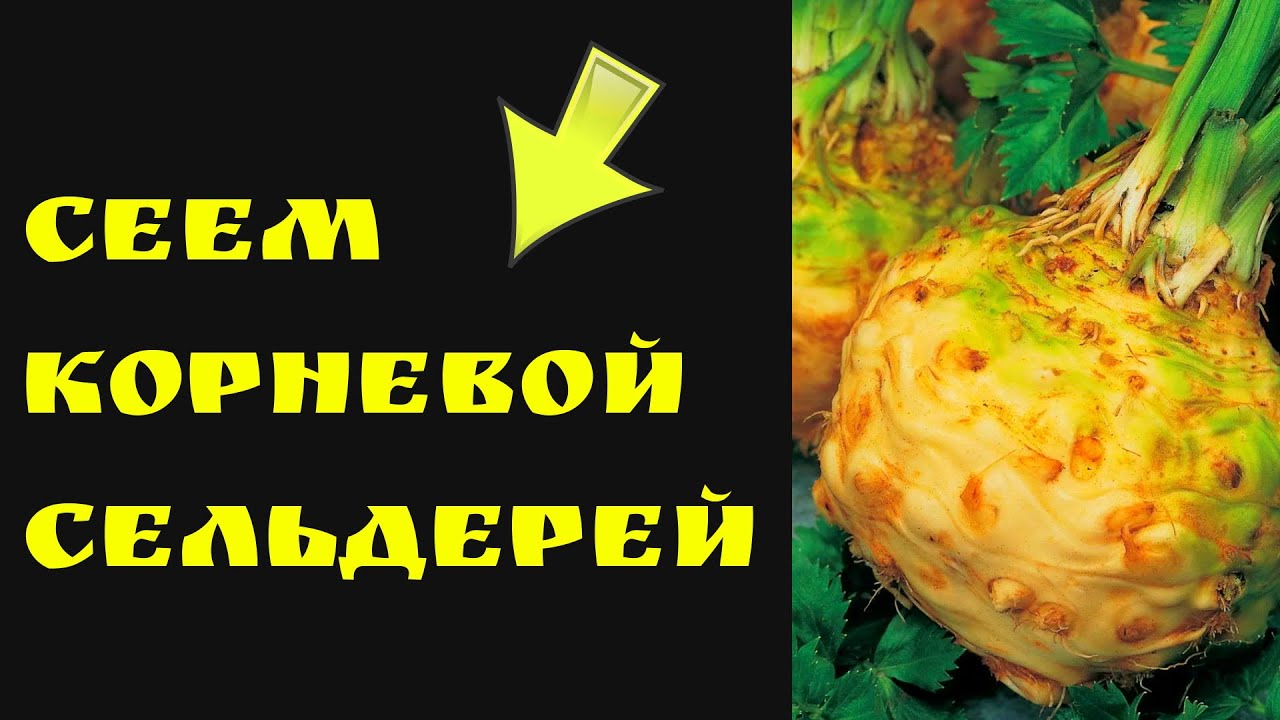 Посев сельдерея на рассаду в 2024. Как посеять сельдерей корневой на рассаду. Как сажать корневой сельдерей на рассаду. Когда сеять сельдерей на рассаду.