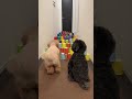 Dog runs!🐶Part55 #shorts