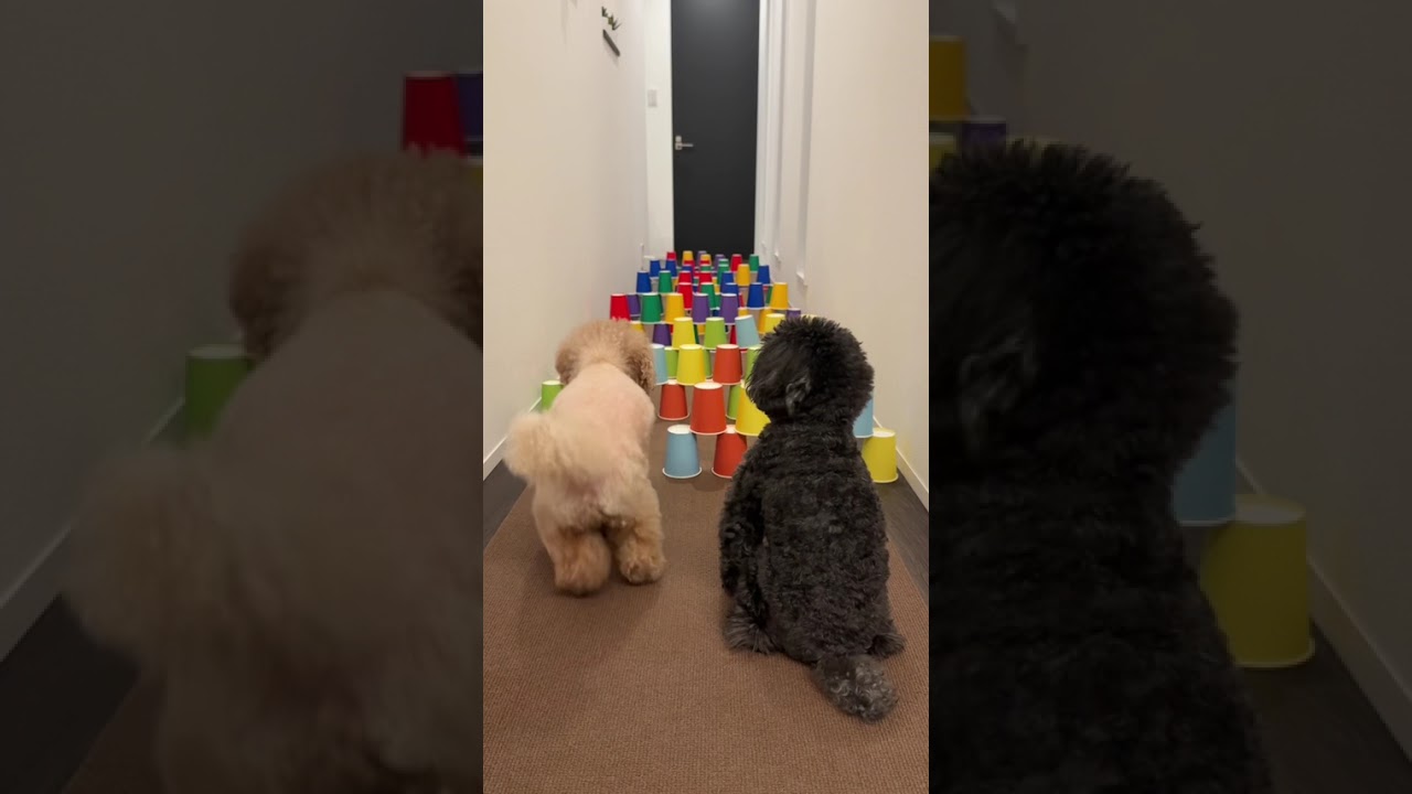 Dog runs!🐶Part55 #shorts