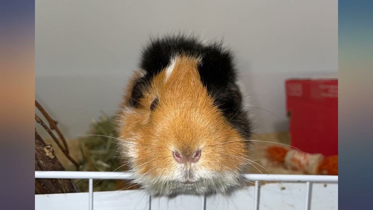 Oxbow Essentials Adult Guinea Pig Food - All Natural Adult Guinea Pig Pellets - 25 review