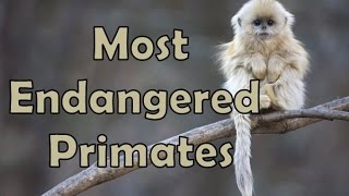 Most Endangered Primates 2016