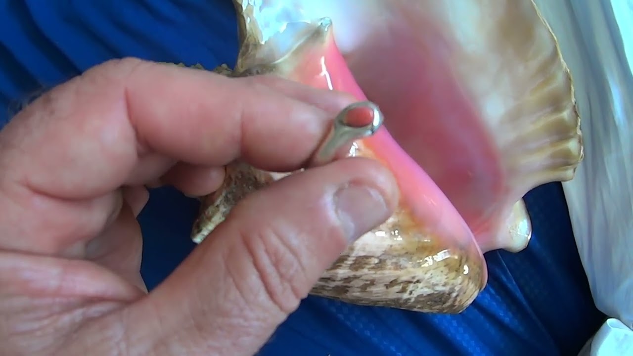 Conch pearl ring on a 70% silver 30% gold alloy (7k) setting