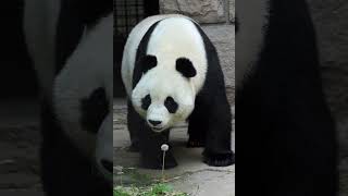 Panda and Dandelion #panda #cute #beautiful #viral #xiaobaitian #beijingzoo #fyp