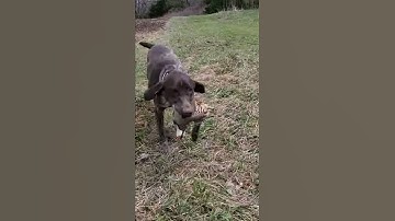 June finished trained retrieve (was a bird eater)