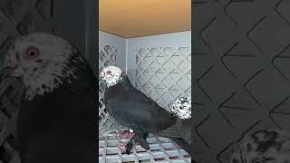 Голуби Tauben Pigeons￼ Гульсары ￼