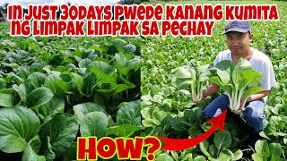 Paano Mapalaki ng Mabilis at Kumita ng Limpak-Limpak sa PECHAY in 30 days