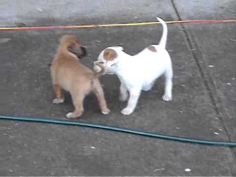 american bulldog cross dogue de bordeaux puppies for sale