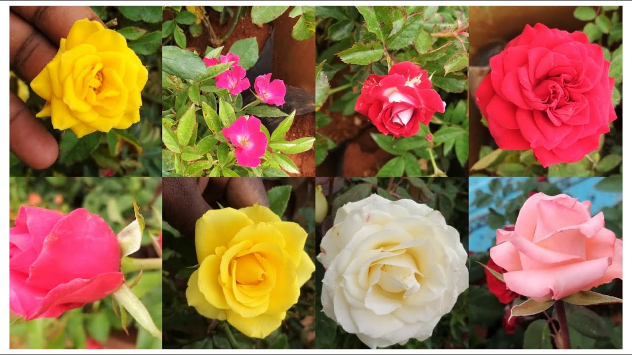 Rose plants purchase in Banglore for our nursery garden....... YouTube
