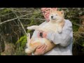 草食べ放題中に抱っこで回収される柴犬 Salad Bar Under the Cherry Blossoms