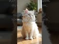 Кот VS ИИ-кот: кто круче? 🐱