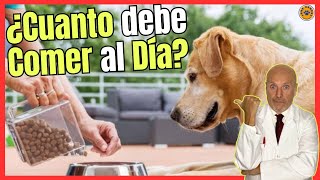 ¿CUANTO DEBE COMER UN PERRO AL DÍA?