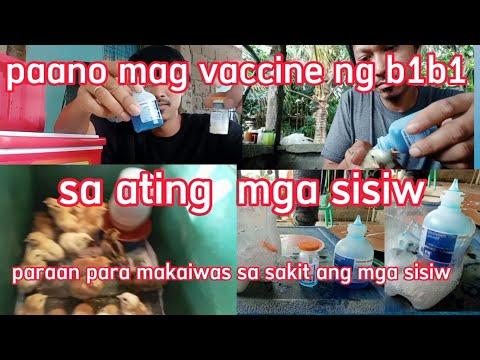 paano mag vaccine ng b1b1 sa  mga sisiw/paraan para makaiwas sa sakit ang ating mga sisiw #farming