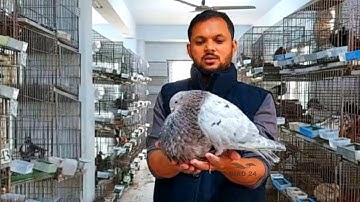 World most beautiful 45 pigeons and dove birds In The World Videos