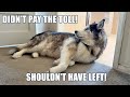 Husky wont let his nan in the house