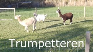 115 Trumpetteren Misdefinitie