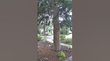 Squirrels at the big tree doing squirrel things #squirrels