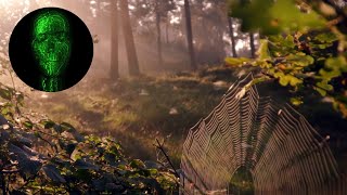Maidens Web - David OBrien and Paul Clarvis