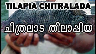 #Tilapia #Chitralada Fish | Chitralada #Tilapia_Fish Farming | ചിത്രലാട തിലാപ്പിയ