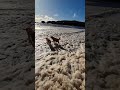 Dogs disappear in foam where floodwater meets the sea
