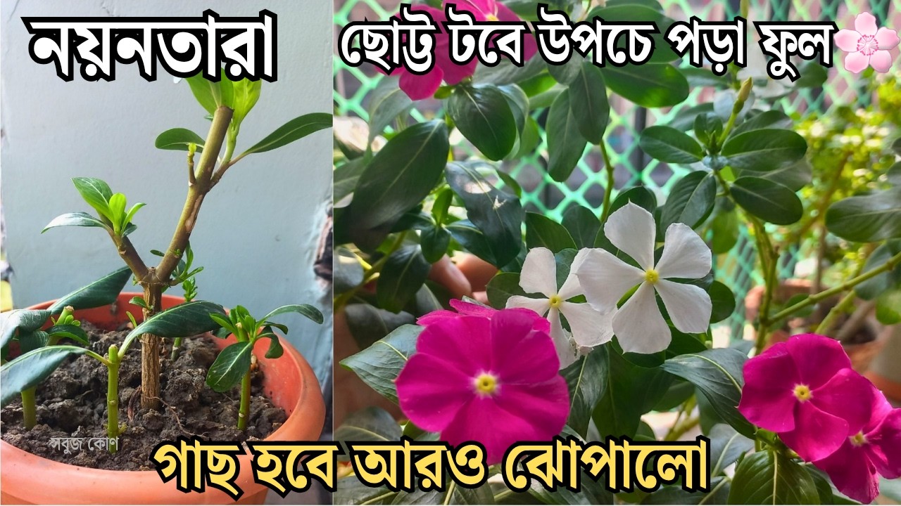 জায়গা একদম কম⁉️ছোট্ট টবেই হবে হাজারো নয়নতারা!🌸জানুন জাদুকরী টিপস।More flower in small space|সবুজ কোণ