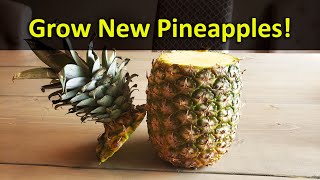 How To Grow A Pineapple Plant From A Grocery Store Pineapple Top  Every Time!