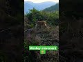 monkey masti time🐒 #monkey #funny #animals #cute