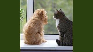 Melodic Pet Oasis in Rain