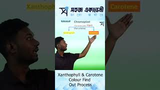 Xanthophyll & Carotene Colour Find Out Process