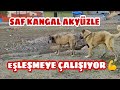 SAF KANGAL ANTİKA'YI UĞURDAN SAHİPLENDİM! AKYÜZ' Ü BOĞARLA EŞLEŞTİRECEĞİZ!