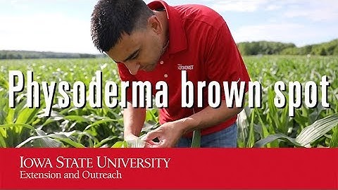 Physoderma brown spot