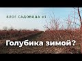 Блог садовода #3 Итоги роста голубики 2019