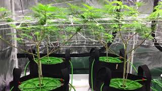Grow Room & Grow Tent: Still In Veg