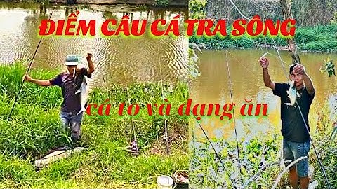 câu cá tra sông miền tây -khu bảo tồn,tân phước TG # tâm lê