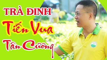 Trà Đinh Tân Cương, Trà Đinh Tiến Vua | HTX TRÀ XANH THÁI NGUYÊN
