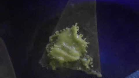 P  Polycephalum Pulsing